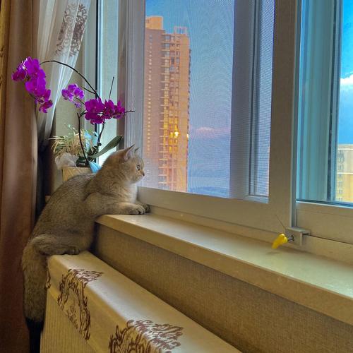 猫咪满脸好奇站立家中看窗外烟花-猫盯着窗外看心事重重的样子