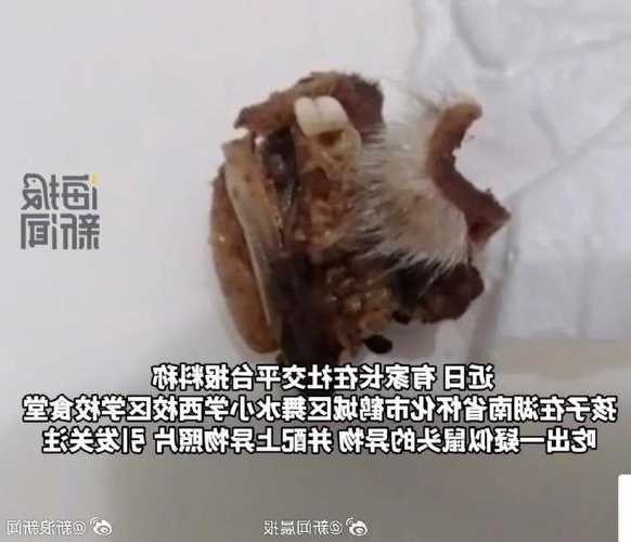 湖南怀化通报“一小学被曝食堂中吃出疑似鼠头异物”：为兔头唇部