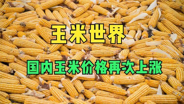 卓创资讯：玉米供应充足 11月中下旬华北价格反弹空间或有限